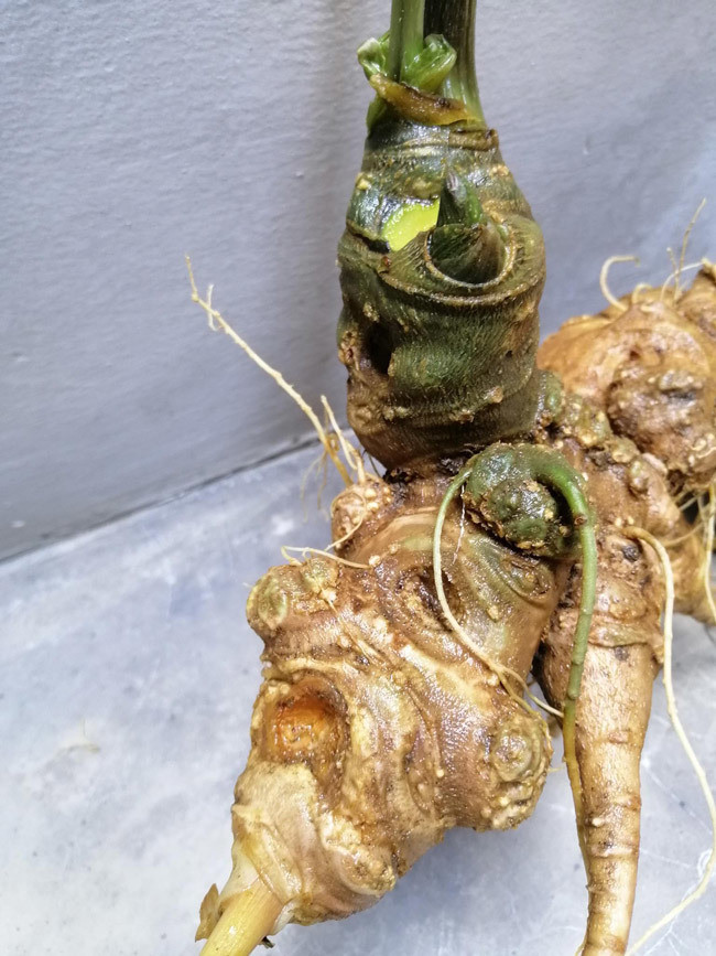 Các bầu sâm.