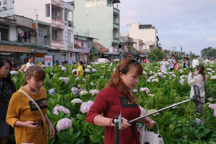 Khu vực vườn hoa cẩm tú cầu trước Ấp Ánh Sáng cũng chen đầy người chụp hình. Theo đó, để có không gian rộng rãi cho các bức ảnh toàn cảnh sẽ là điều khó khăn với các du khách trong thời điểm này.