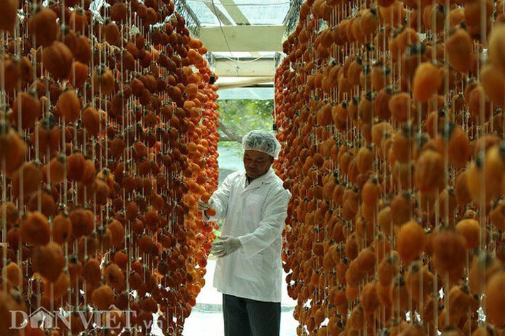 Anh Mai Xuân Long phải thường xuyên kiểm tra những dây hồng, tránh ảnh hưởng tới chất lượng sản phẩm.