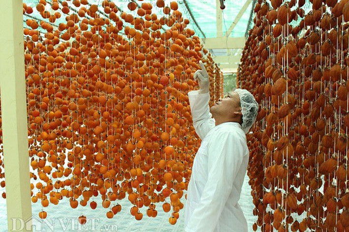 Anh Mai Xuân Long đang kiểm tra lại ngày treo của mẻ hồng để tính toán ngày đóng gói.