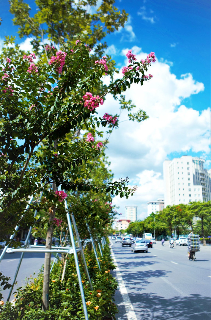 Bà Nguyễn Thị Thoa (Cầu Giấy, Hà Nội) chia sẻ: Sáng nào tôi cũng đi tập thể dục qua cầu đi bộ trên đường Nguyễn Chí Thanh, mỗi ngày lại thấy hàng cây đổi khác. Từ những thân cây khô như cành củi, giờ đây, lá phong đã mọc đầy cành thật vui mắt. Đặc biệt, hoa tường vi cánh mỏng hồng và các hoa phía dưới đưa nở thật đẹp mắt. Tất cả đã tạo nên sức sống mới, diện mạo mới cho tuyến phố. Vào những ngày hè nóng bức, cứ mỗi khi ngắm nhìn hàng cây lãng mạn ấy, tôi lại thấy tâm hồn thư thái hẳn ra.