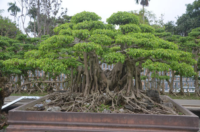 Ngoài ra trong khu vườn nhà ông Ngọ còn rất nhiều cây sanh có độ tuổi hàng trăm năm tuổi.