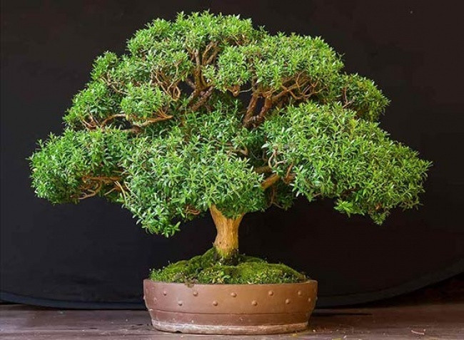 Cây hương đào Cây hương đào là biểu tượng của hòa bình và niềm vui. Đây là một trong những loài cây nên trồng trong nhà. Cây hương đào không chỉ làm mát nhà mà còn giúp diệt khuẩn trong không khí.
