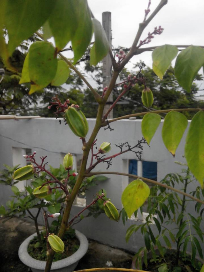 Chia sẻ về ước mơ của mình trong tương lai không xa, anh Huy nói: "Khu vườn nhà mình đủ các loại cây. Trông xa chẳng khác gì một khu rừng rậm nhiệt đới thu nhỏ. Một mảnh sân bé tí mà có bao loại cây cảnh sinh sôi, đơm hoa kết trái. Ước mơ bây giờ của mình vài năm nữa sẽ xây được căn nhà khác có thiết kế sân vườn quy mô hơn".