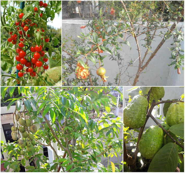 Chia sẻ về dự định sắp tới, chủ nhân của "khu vườn trên mây” cho biết sẽ tập trung vào cây ăn quả và rau ngắn ngày, còn những cây ăn quả như ổi, xoài, cóc, anh cũng sẽ vẫn giữ tiếp tục chăm sóc.