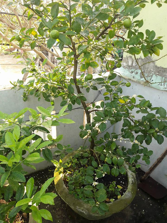 Những quả chanh tròn xoe, da căng bóng, mọng nước khiến hàng xóm ai cũng đều xuýt xoa. Ngoài ra, anh Huy còn cho biết, anh trồng cây chanh cho vợ vì bà xã anh rất thích chấm rau muống với nước mắm chanh.