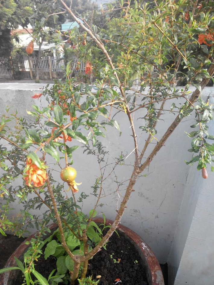 Không chỉ trang hoàng sắc xanh cho khu vườn, anh Huy còn trồng lựu. Đến mùa ra hoa, những bông hoa lựu lập lòe khoe sắc như những đốm lửa nhỏ cháy bập bùng, báo hiệu mùa hè. Hoa lựu đỏ góp thêm sắc màu chói chang cho mùa hè rực rỡ.