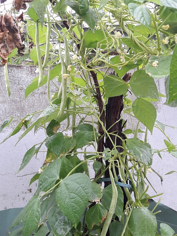 "Mình là một người rất quý cây cối nên khi xây nhà, mình đã thiết kế một khoảnh sân thượng để trông cây. Sân thượng nhà mình nhỏ xinh nhưng có rất nhiều cây", anh Huy chia sẻ.