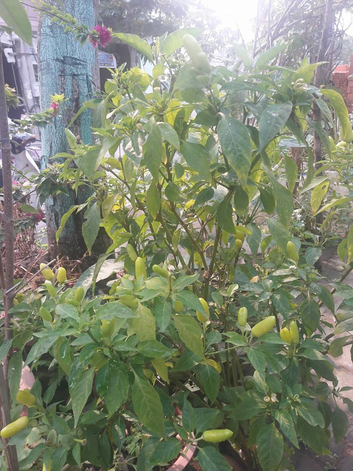 Trước khi có một vườn cây ăn quả "đáng ghen tị" trên sân thượng như bây giờ, anh Huy bắt đầu làm quen từ việc trồng rau mầm, tiếp đến là các loại rau ăn lá phổ biến.