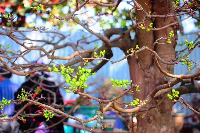 Hiện tại, ông là chủ nhân đời thứ 4 của gốc mai “khủng”.