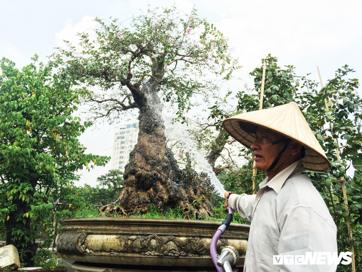 Cũng trên đường Phạm Văn Đồng, một nhà vườn sở hữu 2 cây me và tường vi giá bạc tỷ thường xuyên được nhiều người ghé thăm hỏi. Tuy nhiên, đến hiện tại, chung "số phận" với cây mai nửa tỷ đồng, me và tường vi chưa tìm được chủ mới. Ông Võ Văn Hai (50 tuổi), chủ vườn cảnh cho biết: "Hai 'chúa cảnh' này đều có người trả giá khá cao nhưng vẫn chưa bán vì chưa đạt đúng giá tôi đặt ra".