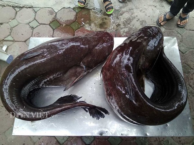 Chủ nhà hàng không tiết lộ giá cặp cá leo này, nhưng theo dự đoán số tiền lên tới vài chục triệu đồng.