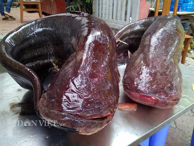 Ở khu vực Biển Hồ (Campuchia) rộng lớn, ngư dân ít đánh bắt cá nên mới còn lại một số ít cá leo“khủng”.