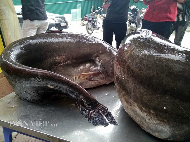 Cá leo phàm ăn, ăn thịt động vật, sinh sống trong các khu vực có bờ cỏ, chủ yếu ẩn nấp trong các hang hốc dọc bờ sông hay kênh có vùng nước sâu và chảy chậm.