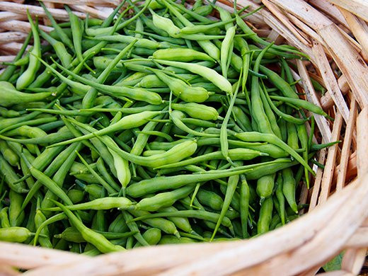 Trong quá trình sinh trưởng và phát triển, củ cải đuôi chuột cần ít nhất 6 giờ ánh nắng mỗi ngày.