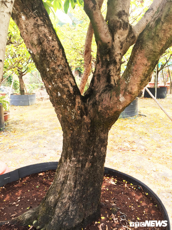 Cây mai hơn 100 tuổi, được một nhà vườn tại cầu Gò Dưa, đường Phạm Văn Đồng, quận Thủ Đức, TP.HCM hét giá 600 triệu đồng trước Tết Nguyên đán vẫn "ế sưng".