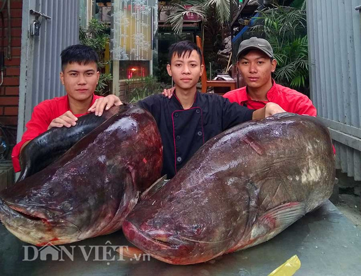 Loài cá leo to lớn, chủ yếu ẩn nấp trong các hang hốc dọc bờ sông và kênh rạch, ăn thịt động vật. Ở khu vực Biển Hồ (Campuchia) rộng lớn, ngư dân ít đánh bắt nên mới còn lại một số ít cá leo “khủng”.