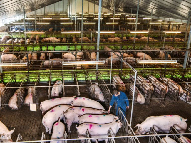 Frans Philipsen chăm sóc lợn lái tại trang trại Van Asten ở miền nam tỉnh Limburg. Vết đánh dấu màu trên lưng cho thấy những con đã được kiểm tra. Trang trại nhân giống khoảng 600.000 lợn con cho thị trường mỗi năm với lượng khí thải CO2 thấp nhất có thể, nhờ sử dụng phương pháp kinh tế khép kín. Lợn được cho ăn sản phẩm phụ từ công nghiệp thực dành cho người như khoai tây và bia cũng như hạt ngũ cốc. Năng lượng bio gas từ phân lợn được sử dụng để sản xuất điện.