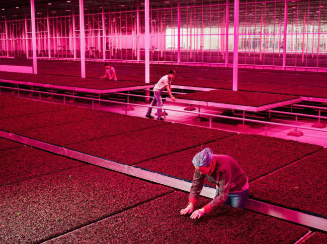 Công nhân tại công ty Koppert Cress kiểm tra mảng trồng rau di động. Công ty này trồng hơn 30 loại rau quanh năm trong nhà kính được hỗ trợ bằng công nghệ để tăng hiệu quả năng lượng và giảm rác thải.