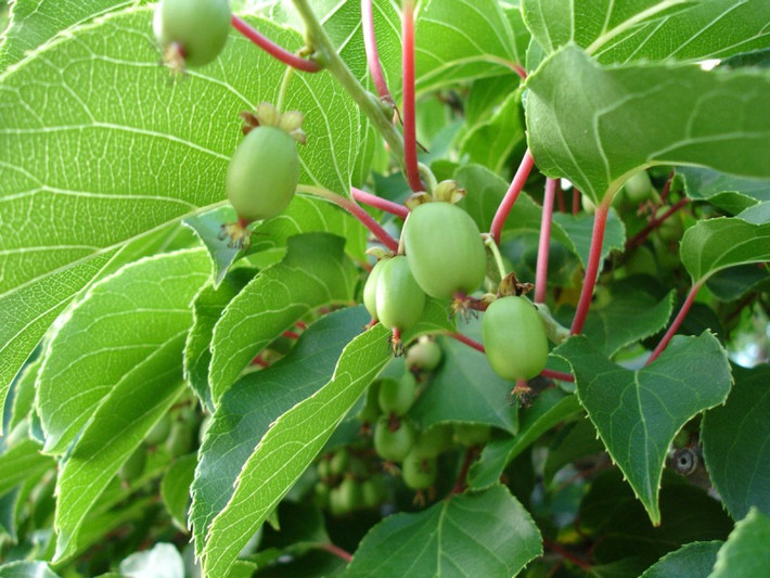 Đây là loại quả mới lạ, có kích cỡ và mùi vị khác hoàn toàn với các loại kiwi trước đây, được khách hàng rất ưa chuộng.