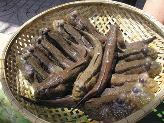 Hình dáng “dị” so với các loài cá thường thấy, mắt lồi như mắt ếch. Chúng chạy, nhảy kiếm mồi trên cạn dễ dàng, điều mà những loài cá khác không làm được. Khô cá thòi lòi nước lợ là một món khô đặc sản miền Tây có tiếng. Giá mỗi kg khô cá thòi lòi từ 175.000 – 400.000 đồng. Chúng trở thành nguồn lợi kinh doanh cho không ít gia đình.