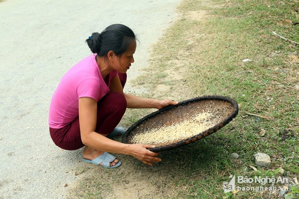 Đây cũng là thời điểm các tổ kiến bắt đầu cho trứng. Đây lại là món ăn được nhiều người săn đón.