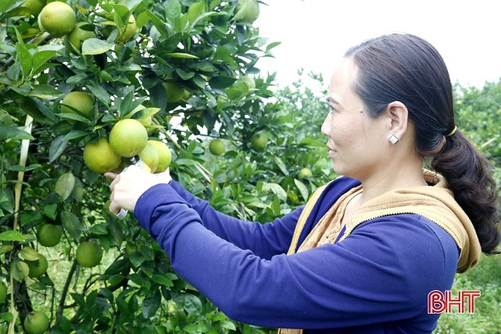 Dù còn gần một tháng nữa mới đến vụ thu hoạch rộ cam chanh, nhưng hiện nay một vườn cam chín sớm hoặc thu hoạch bói đã có sản phẩm sớm bán ra thị trường.