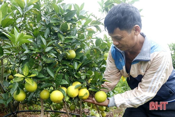 Trong đó số cây cho thu hoạch năm này khoảng 800 gốc. Ước tính sản lượng khoảng 15 tấn, cho doanh thu hơn 500 triệu đồng.