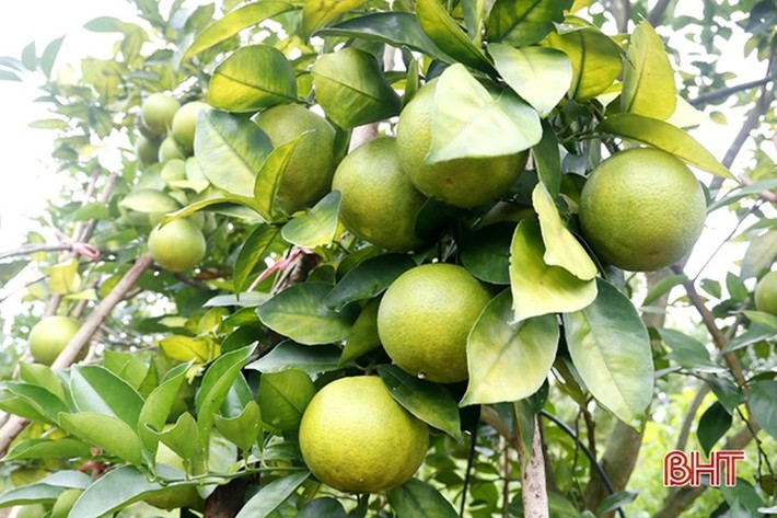 Anh Đồng cũng cho biết đang lên kế hoạch trồng thay thế khoảng 400 cây đã trồng lâu năm, còi cọc để đảm bảo tính kế thừa.