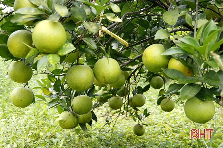 Về xã Hương Đô, huyện Hương Khê, tỉnh Hà Tĩnh dịp này sẽ được ngắm những vườn cam Khe Mây trĩu quả trải dài trên những lưng đồi.