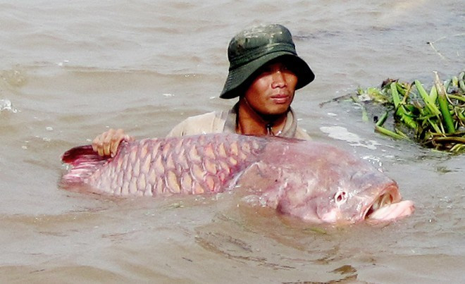 Là một trong những loài “thủy quái” vì kích thước lớn, cá hô là loài cá có kích thước lớn nhất trong họ cá chép. Đây cũng là một trong những loài cá quý hiếm, có nguy cơ tuyệt chủng. Loài cá này có thể nặng tới 300kg và rất có giá trị kinh tế. Ngư dân miền Tây từng đánh bắt được loài cá này trên sông Hậu, và bán với giá hơn 1 triệu đồng/kg.