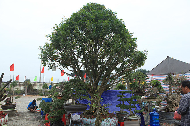 Cây nguyệt quế có giá 250 triệu đồng.