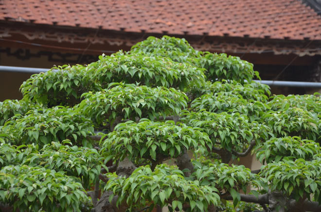 Tán phía trên của cây sanh sum suê. Cây sanh được ông Ngọ đặt ngay ở sân nhà. Hằng ngày, ông Ngọ chăm chỉ cắt tỉa, chăm sóc cây.