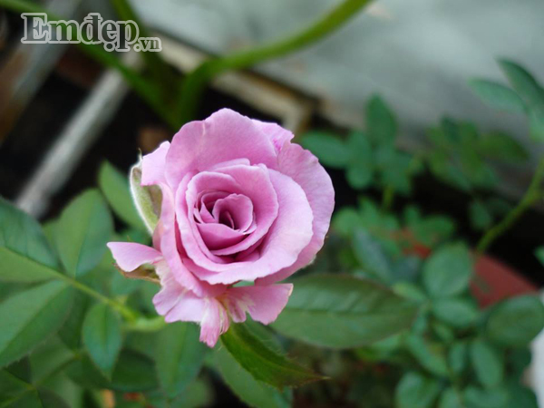Kết quả là những bạn hồng nội đầu tiên như hồng đổi màu, hồng spray rose, tím ruốc Sa Đéc đều cho hoa rất đẹp và siêng. Phân bón lúc đó hầu như dùng phân hóa học như NPK, Atonik vì tiện lợi và dễ tìm.