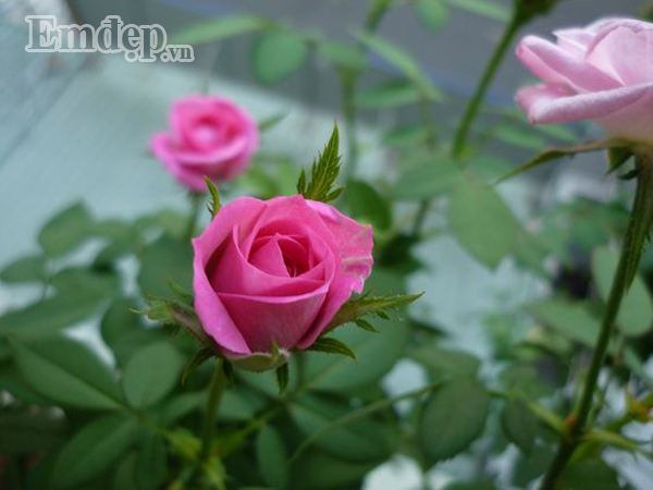 Hồng spray rose (hồng nội).