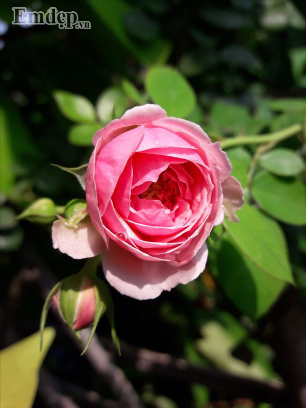 Sau đó chị mua thêm Alnwick và Red Inituition đều là dạng bụi cao. Hai cây này được mọi người đánh giá là sống khỏe, form hoa không bị thay đổi nhiều khi gặp thời tiết nắng nóng. Với không gian trong ban công che chắn nắng gắt và mưa tạt khá tốt, cây cũng hạn chế phần nào bệnh hại. Ảnh: Pomponella hoa chùm.
