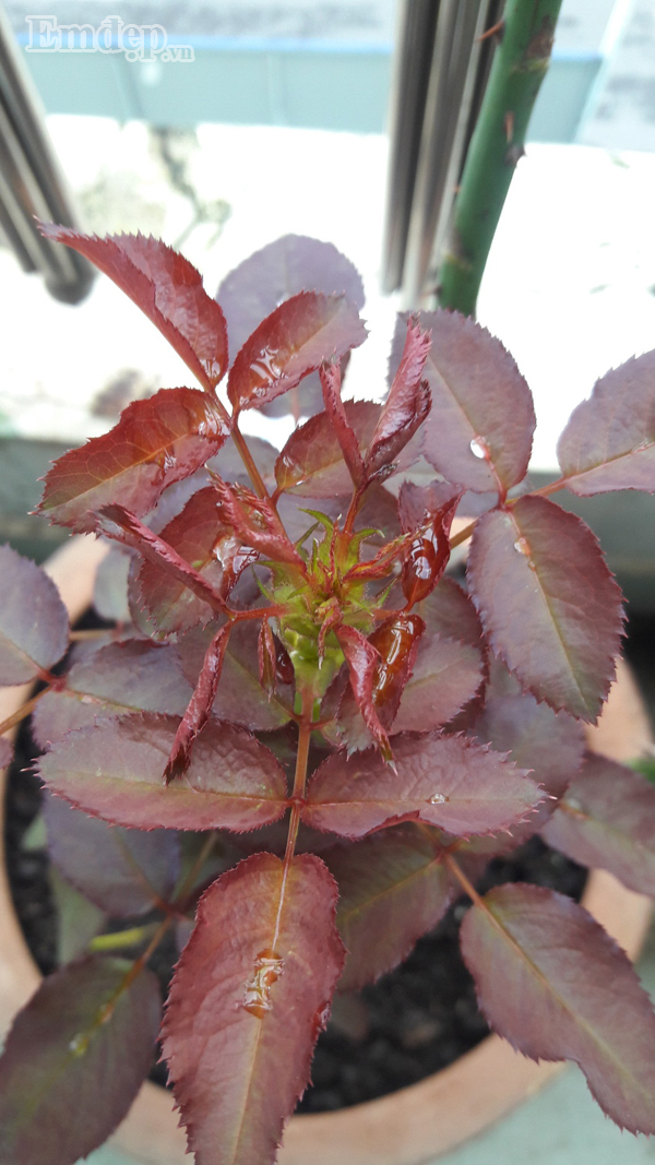 Mầm Red Inituition mọc từ gốc.