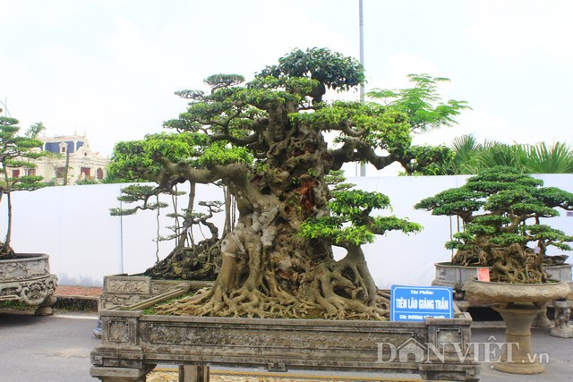 Cây sanh có tuổi đời hàng trăm năm tuổi được anh mua về từ nhà thờ đá Phát Diện, Ninh Bình.