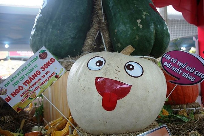 Đặc biệt nhất trong số củ quả khổng lồ này, có thể kể đến trái bí ngô trắng có trọng lượng "khủng" 30kg. Ảnh: Tiền Phong.