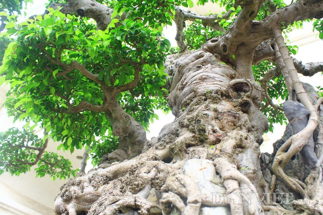 Cành và tán của cây rất xanh tốt, sum suê.