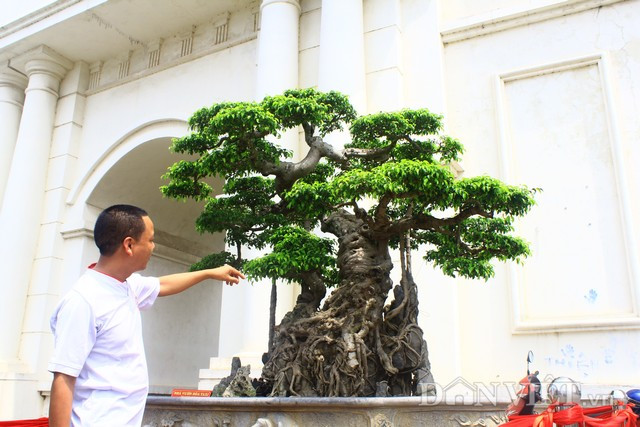Ông Hòa cho biết, cây sanh cổ này có tuổi đời đã gần 300 năm được ông mua cách đây 15 năm tại Nam Định đem về chăm sóc, tạo hình.