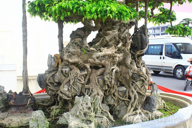 Bộ rễ già đan vào nhau ôm đá nguyên khối, sần sùi.