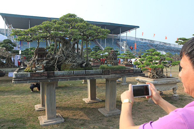 Cây sanh cổ thụ có tên gọi “Hồn Việt” hiện thuộc sở hữu của ông Nguyễn Tân Khoa hay còn được gọi là “Khoa sắt” (Hoàng Mai, Hà Nội). Cây sanh cổ có tuổi đời hơn 100 năm được ông Khoa mua của một gia đình ở Thanh Oai (Hà Nội) cách đây 20 năm.