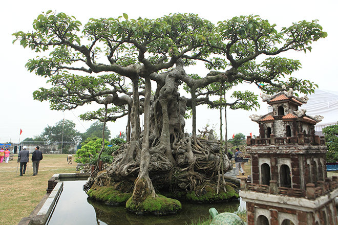 Thời điểm năm 2010, thị trường cây cảnh sôi động, nhiều người đánh ô tô đến trả giá lên đến chục tỷ đồng nhưng tôi không bán, ông Khoa cho biết.