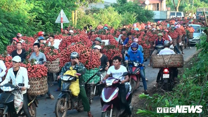 Quốc lộ 279 qua hai xã Tân Sơn và Cấm Sơn (huyện Lục Ngạn, tỉnh Bắc Giang) những ngày này tấp nập người mua bán vải thiều. Cảnh ùn tắc kéo dài hàng cây số.