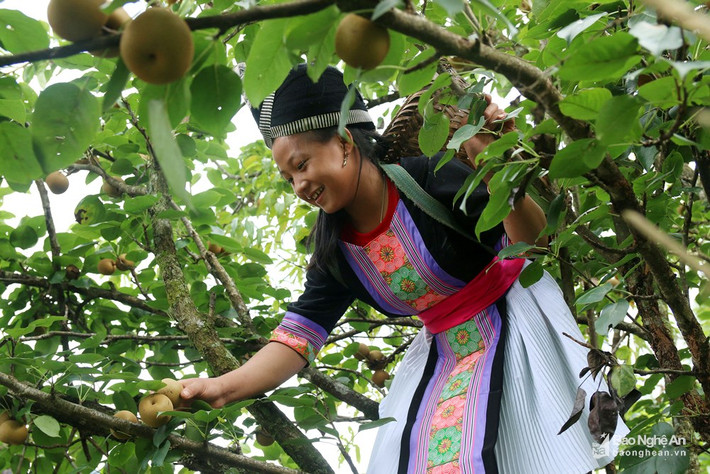 Thiếu nữ người Mông hái lê rừng. Ảnh: Đào Thọ.