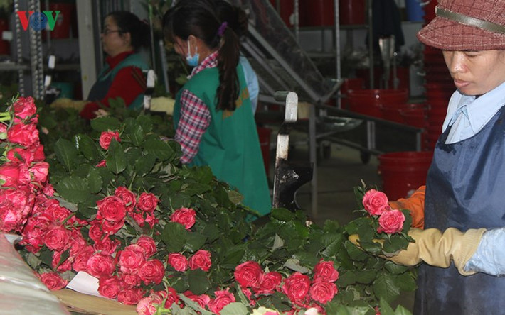 Đà Lạt nổi tiếng với hoa hồng. Nhiều loại hồng nhập khẩu có giá bán rất rẻ, chỉ vài nghìn đồng/cành