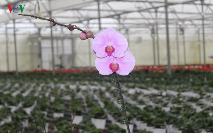 Loài hoa "sang chảnh" phong lan ở Đà Lạt giá cũng không "chát": khoảng 100 - 200 nghìn/chậu