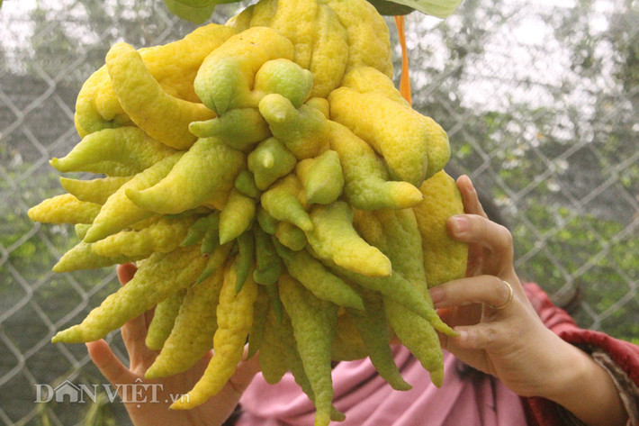 Khoảng hơn chục năm nay, quả phật thủ thường được người dân tìm mua và được đặt ở vị trí trang trọng trên mâm ngũ quả thờ tổ tiên trong các ngày rằm, ngày lễ, Tết. Nhiều người sẵn sàng bỏ ra hàng trăm ngàn đồng, thậm chí hàng triệu đồng để sở hữu một quả phật thủ “độc” vào dịp Tết.
