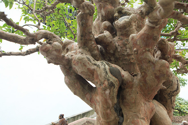 Hàng chục cành nhỏ tạo thành bông tán hình nấm rất độc đáo.